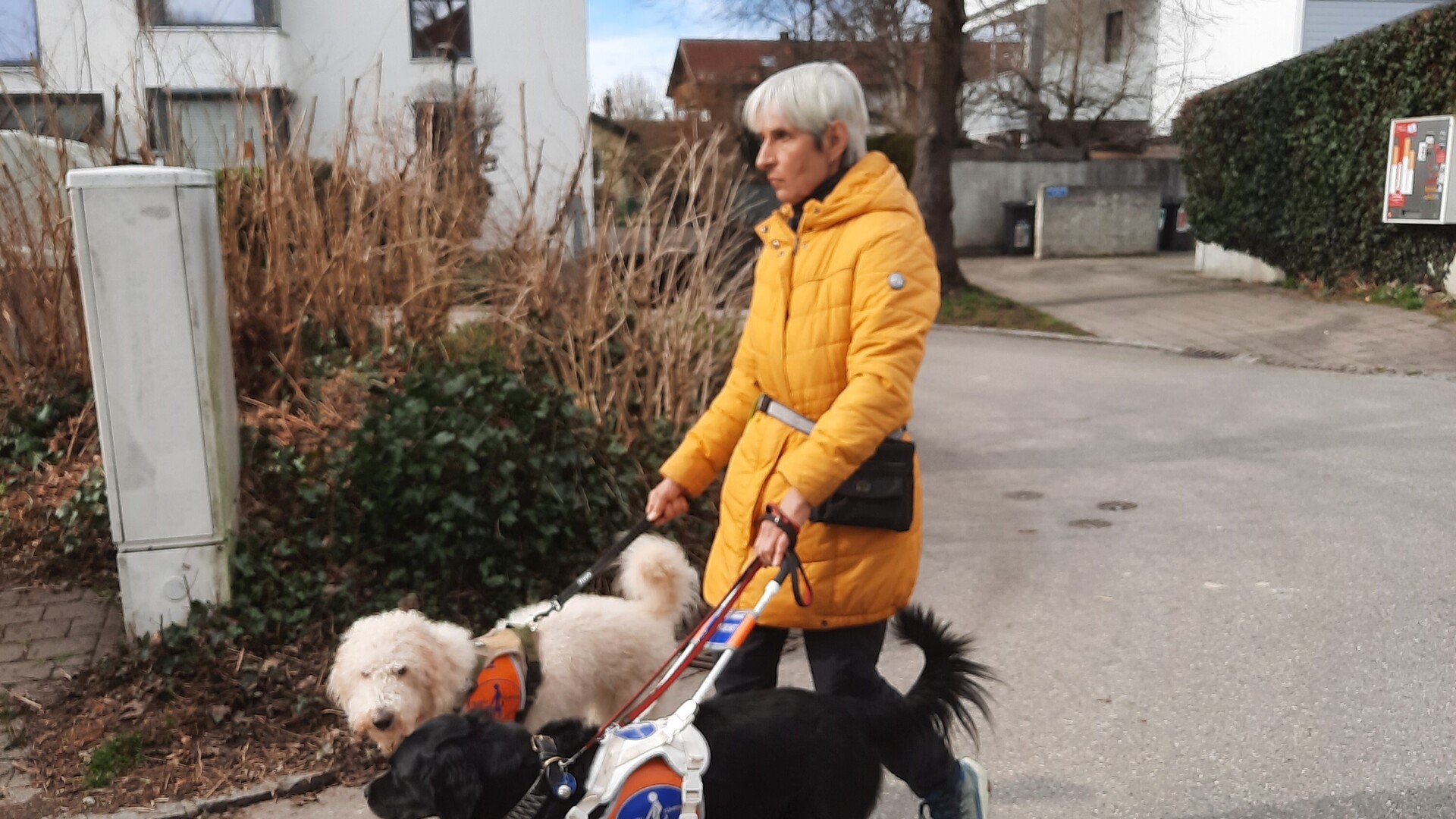 Frau Glofke-Schulz mit ihren Hunden Frau Glofke-Schulz geht mit ihren beiden Hunden spazieren
